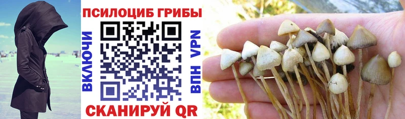 Псилоцибиновые грибы Psilocybine cubensis  Пенза 